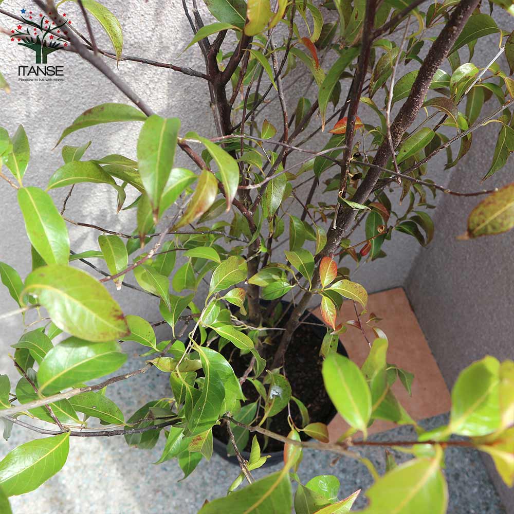 常緑エゴノキ(トキワエゴノキ)の苗 樹高約1m【庭木 27cmポット大苗／1