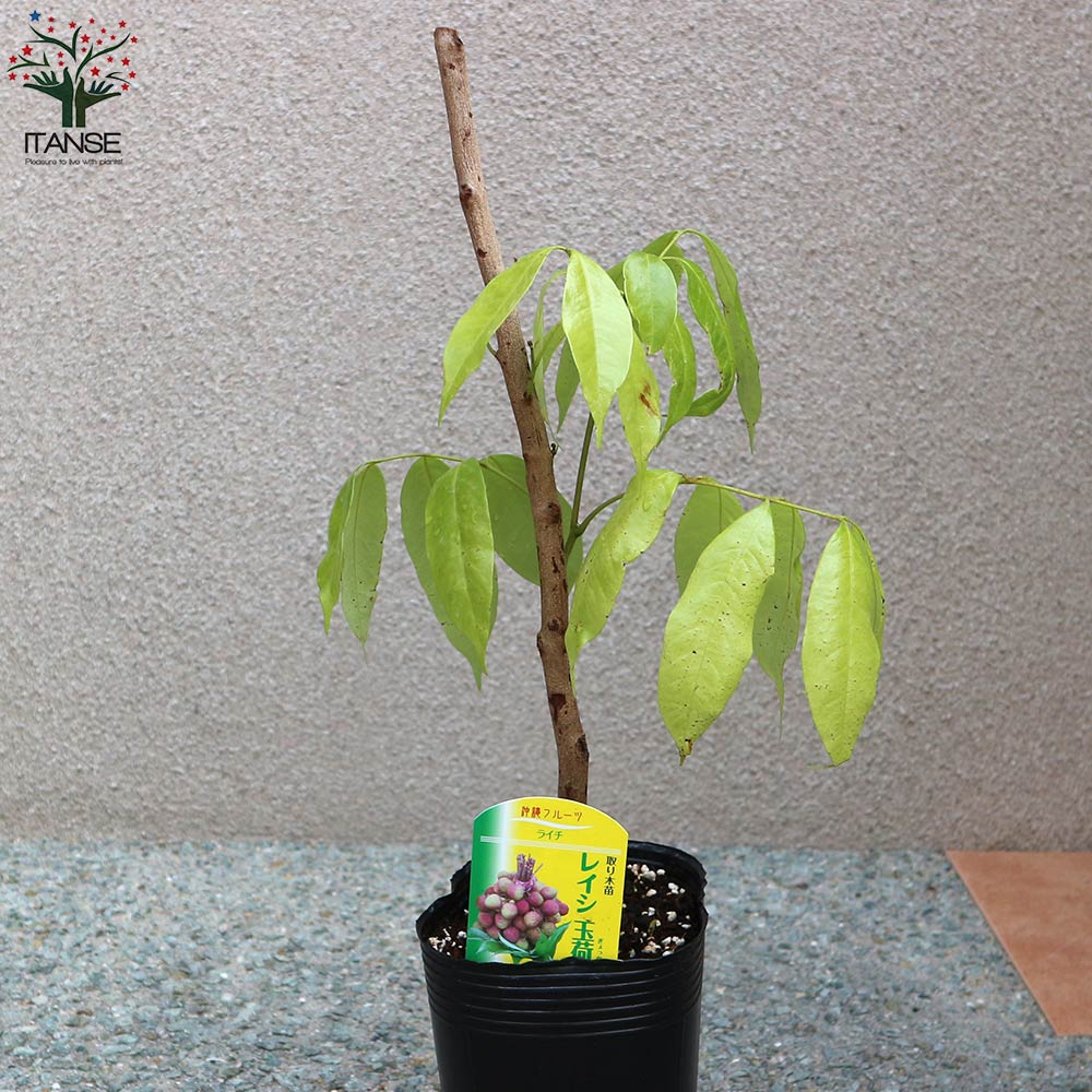 ライチの苗木 玉荷包(ぎょくかほう)【果樹の苗木 13.5cm 取り木苗／1個