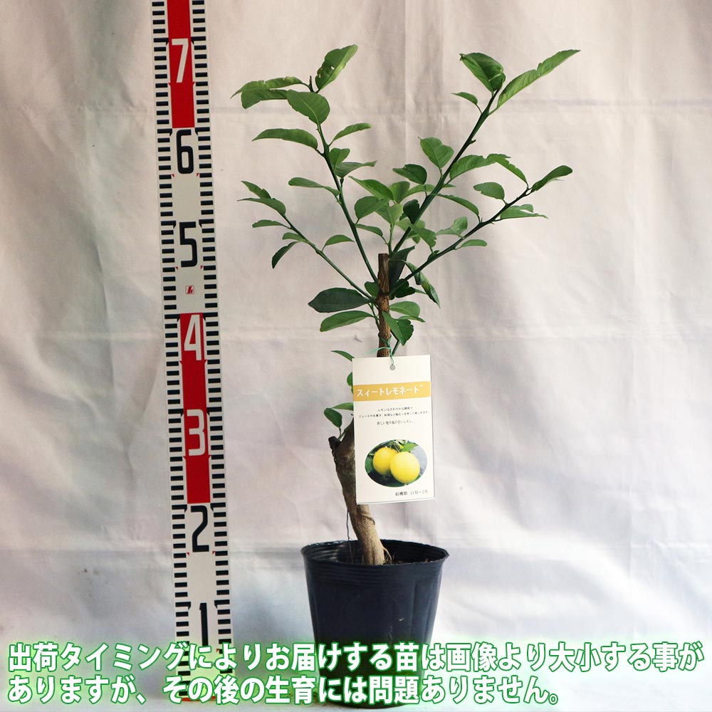 レモン スイートレモネード【果樹苗 2年生 接木苗 15cmポット
