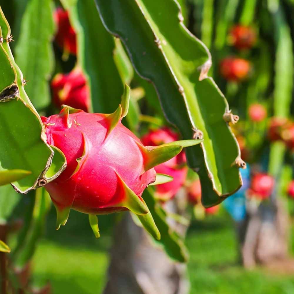 ドラゴンフルーツ 赤肉【果樹苗 10.5cmポット】｜ 【植物の