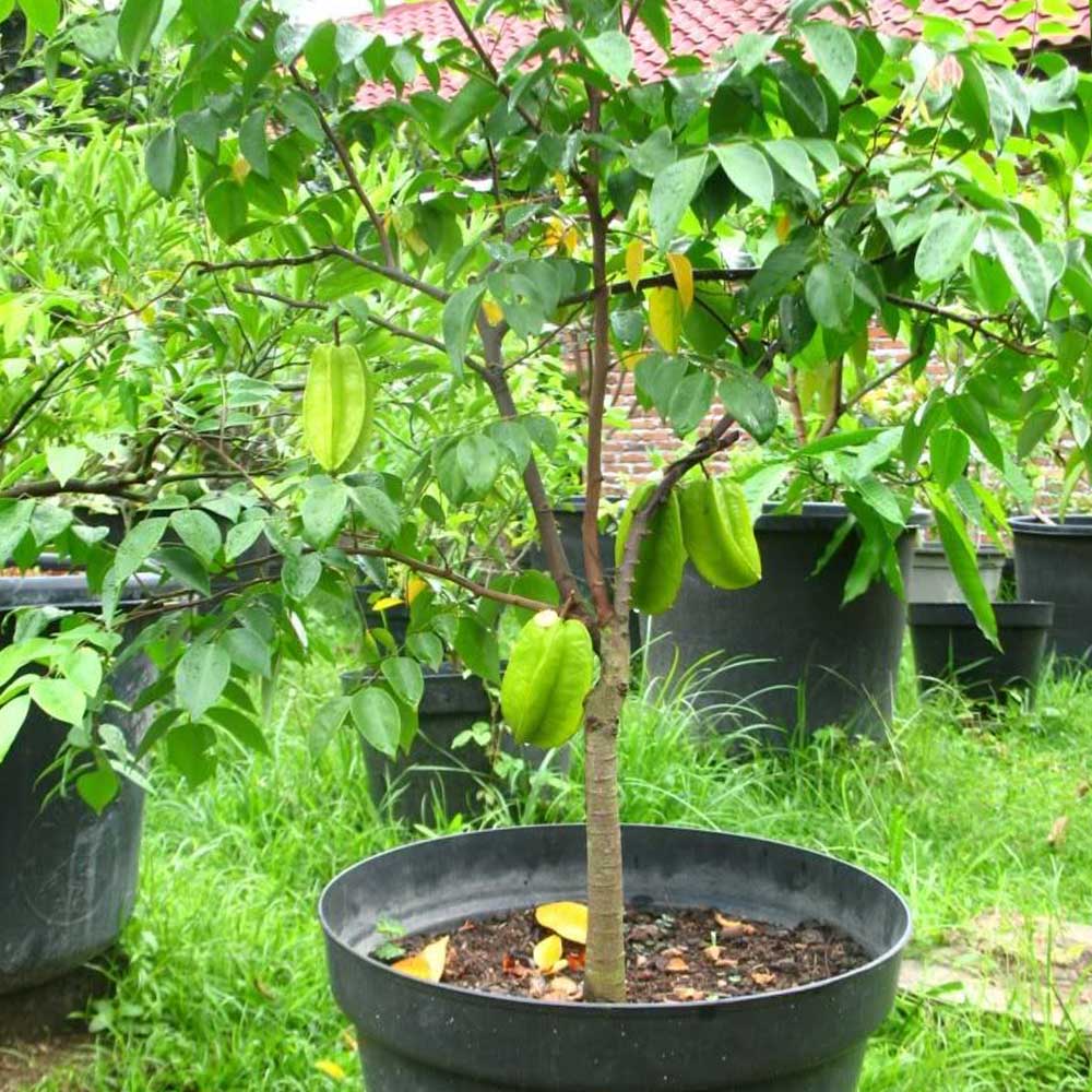 スターフルーツの苗木【果樹苗 1年生接木苗 21cmポット／1個