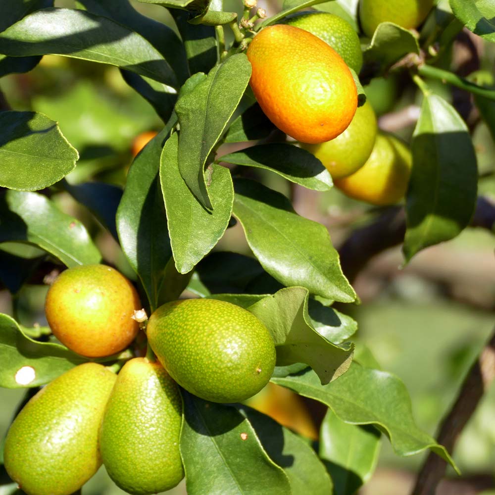 金柑の苗木 ぷちまる【果樹苗 1年生 接木苗12～15cmポット／1個