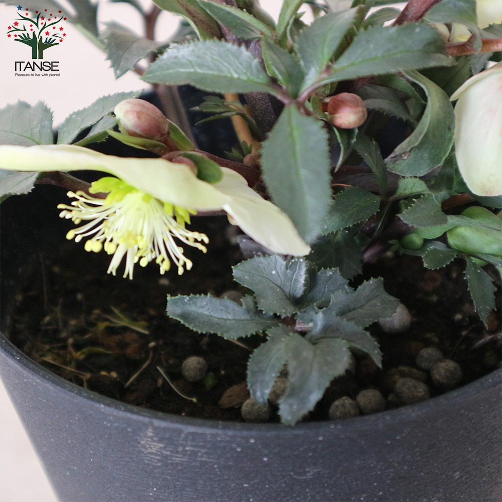 クリスマスローズ モンテクリスト【花苗 5号ポット苗／1個売り