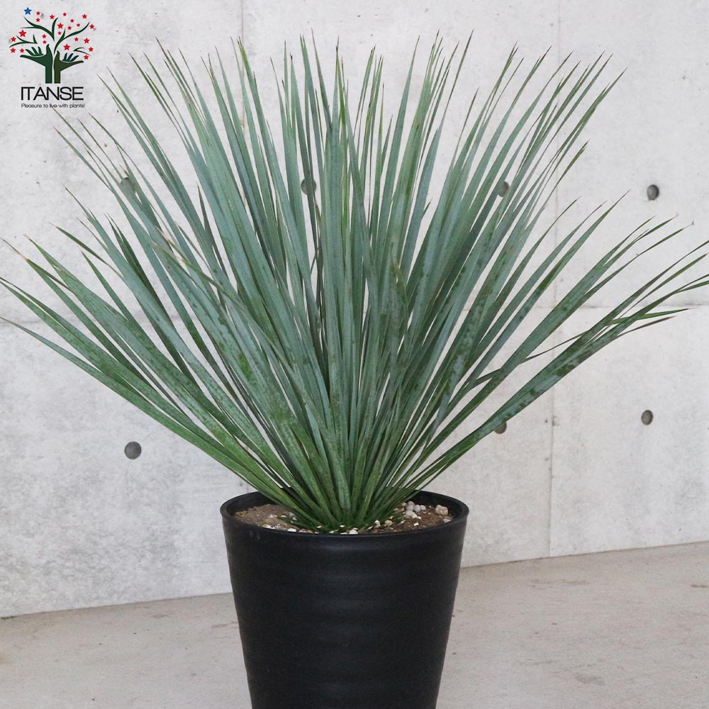 ユッカ・ロストラータ【観葉植物 10号鉢：リビングやオフィス向き