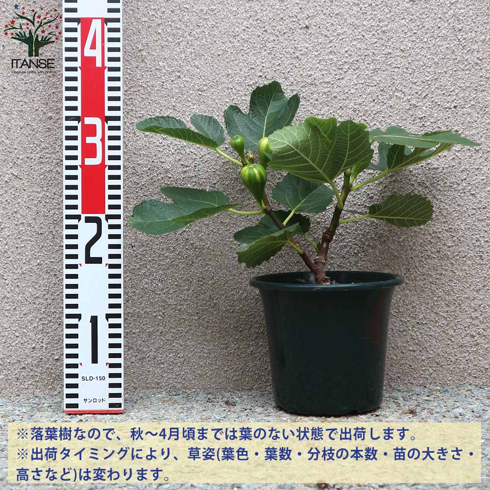 イチジクの苗木 ゼブラスイート 秋果専用【果樹の苗木 5号鉢／1個売り