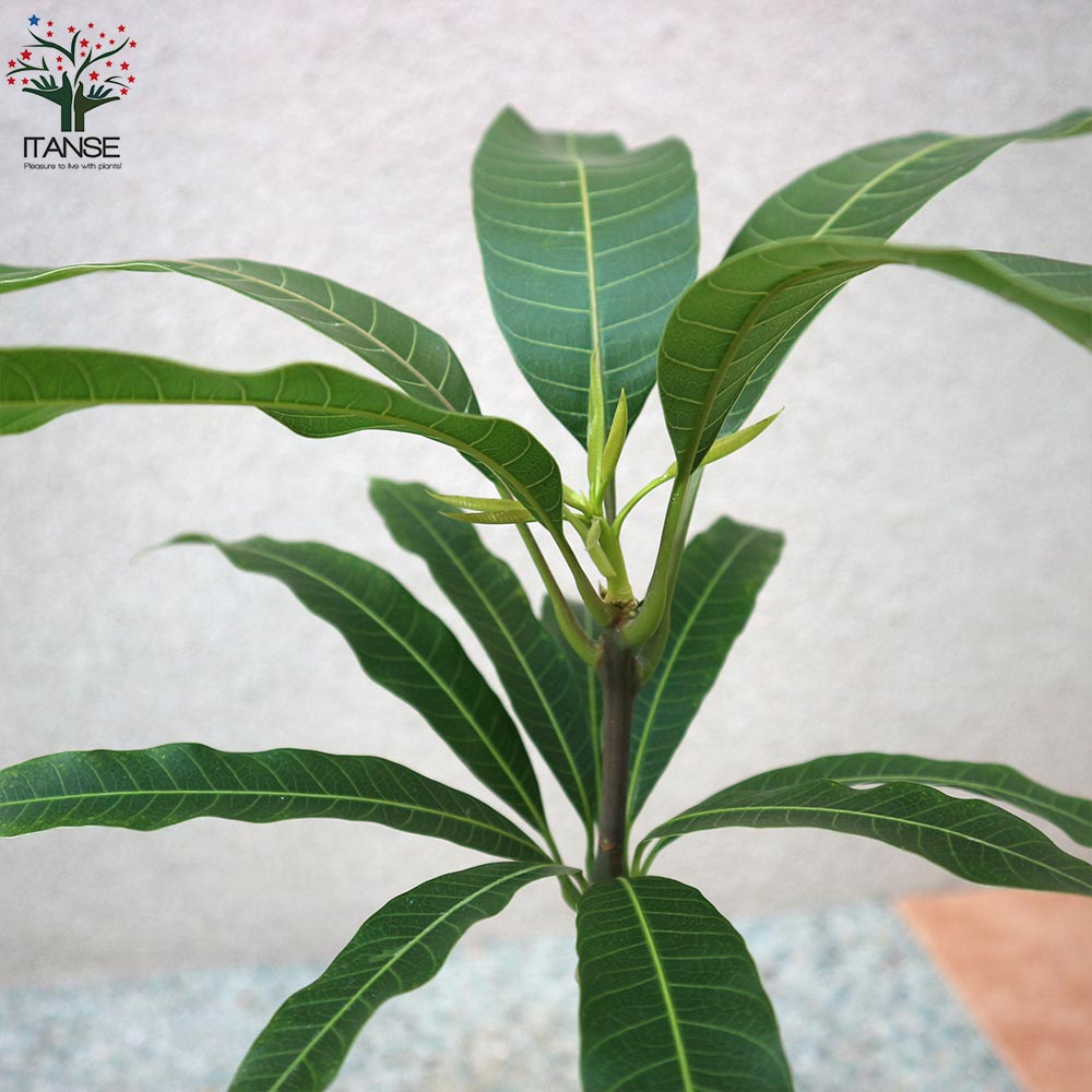 マンゴーの苗木 マハチャノック (鉢植え苗なので年中植付け可能)【果樹