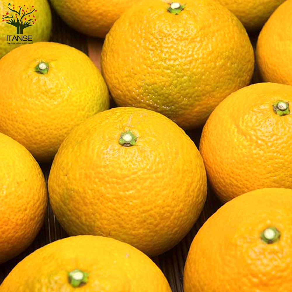 柑橘の苗 スイートスプリング【果樹の苗木 15cmポット 1～2年生 接木苗