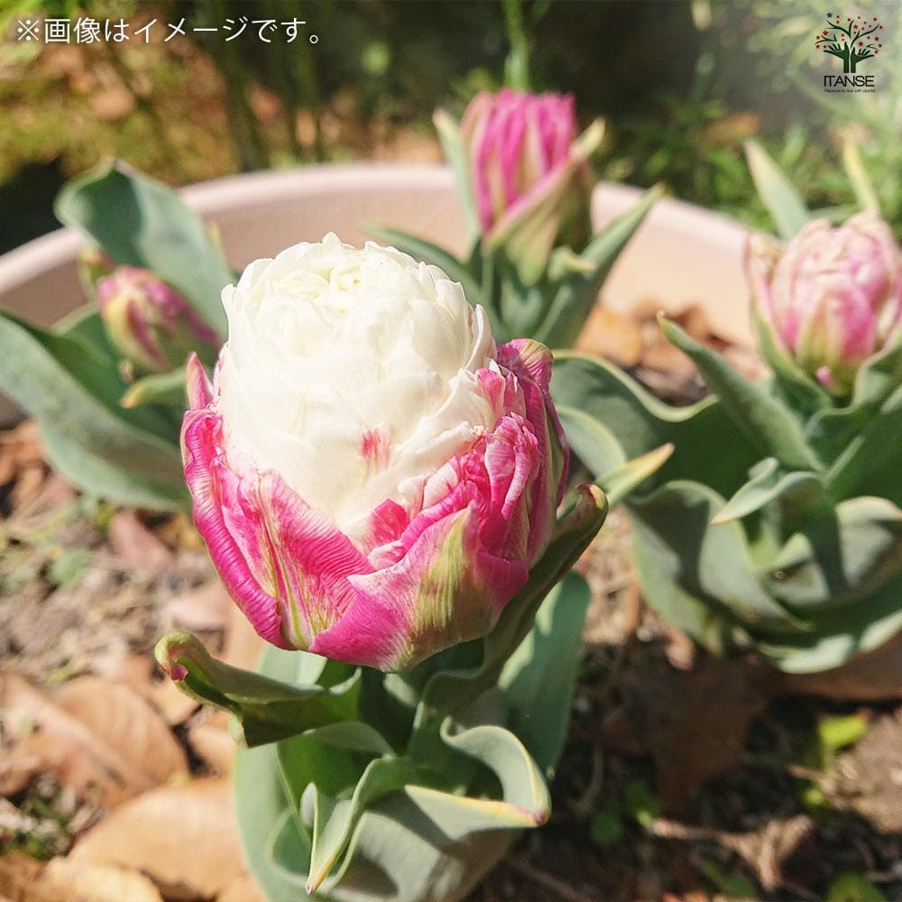 八重咲チューリップ アイスクリーム【花球根／お買い得3球セット