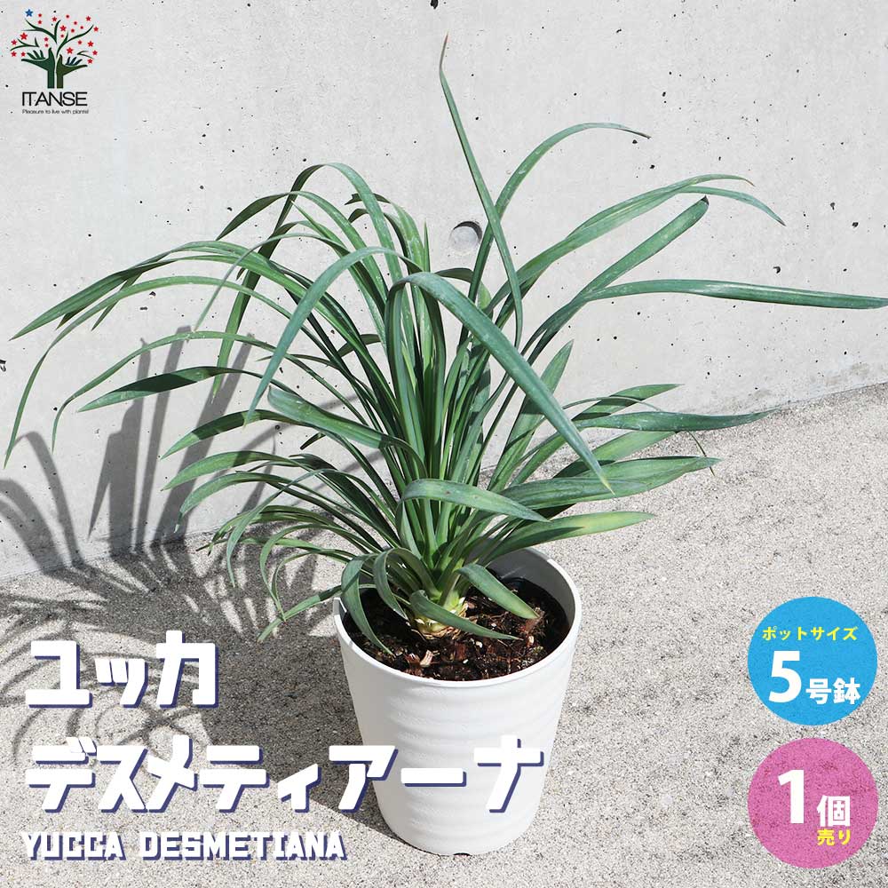 ユッカ・デスメティアーナ【観葉植物 5号鉢(銀緑)／1個売り】｜ 【植物