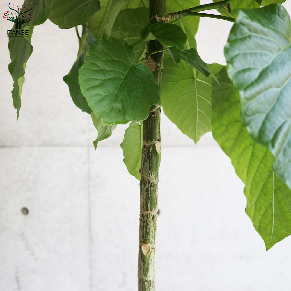 フィカス ウンベラータ ゴムの木の仲間【観葉植物 大型 8号白角鉢