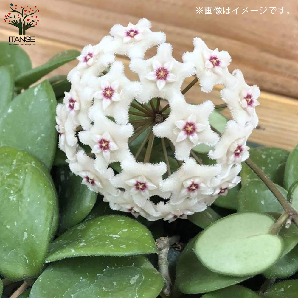 ホヤ(桜ラン)・マチルダ 【観葉植物 リビングやオフィス向きサイズ 吊