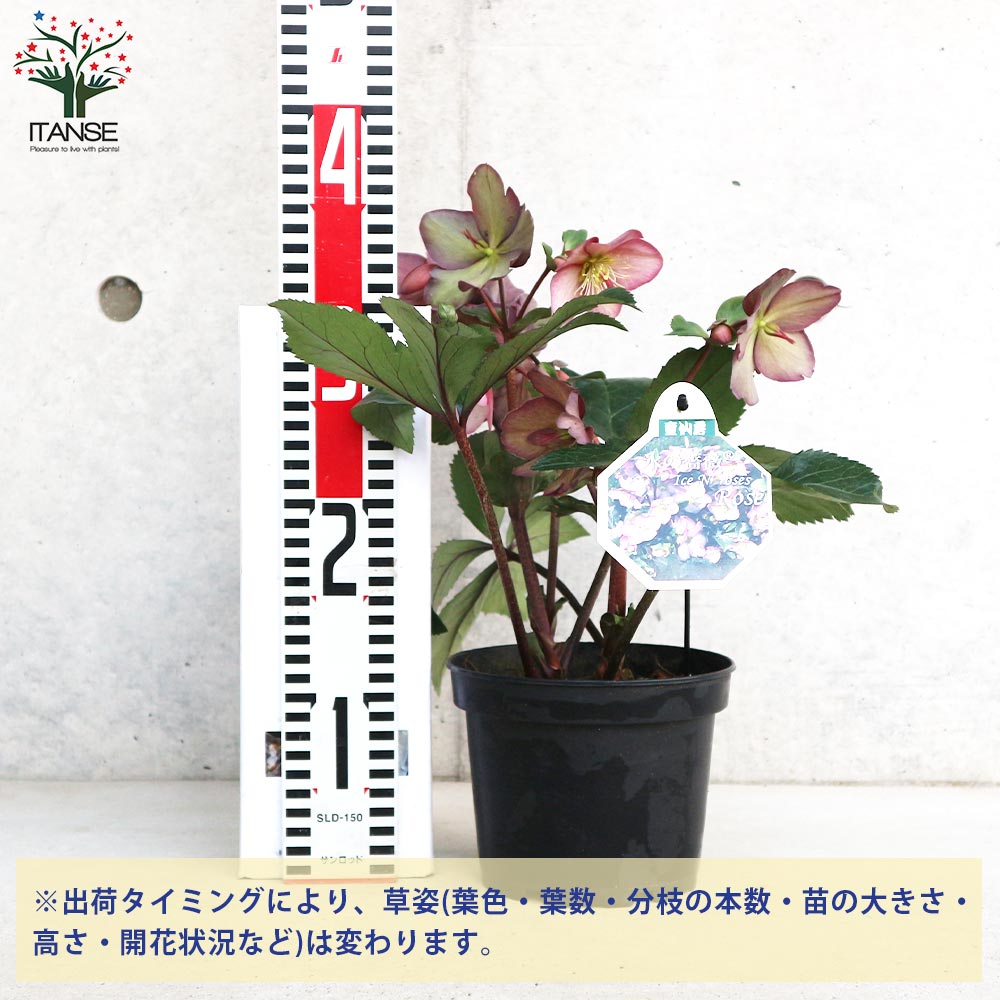 クリスマスローズ 氷の薔薇 ローズ【花苗 5号鉢／1個売り】｜ 【植物の