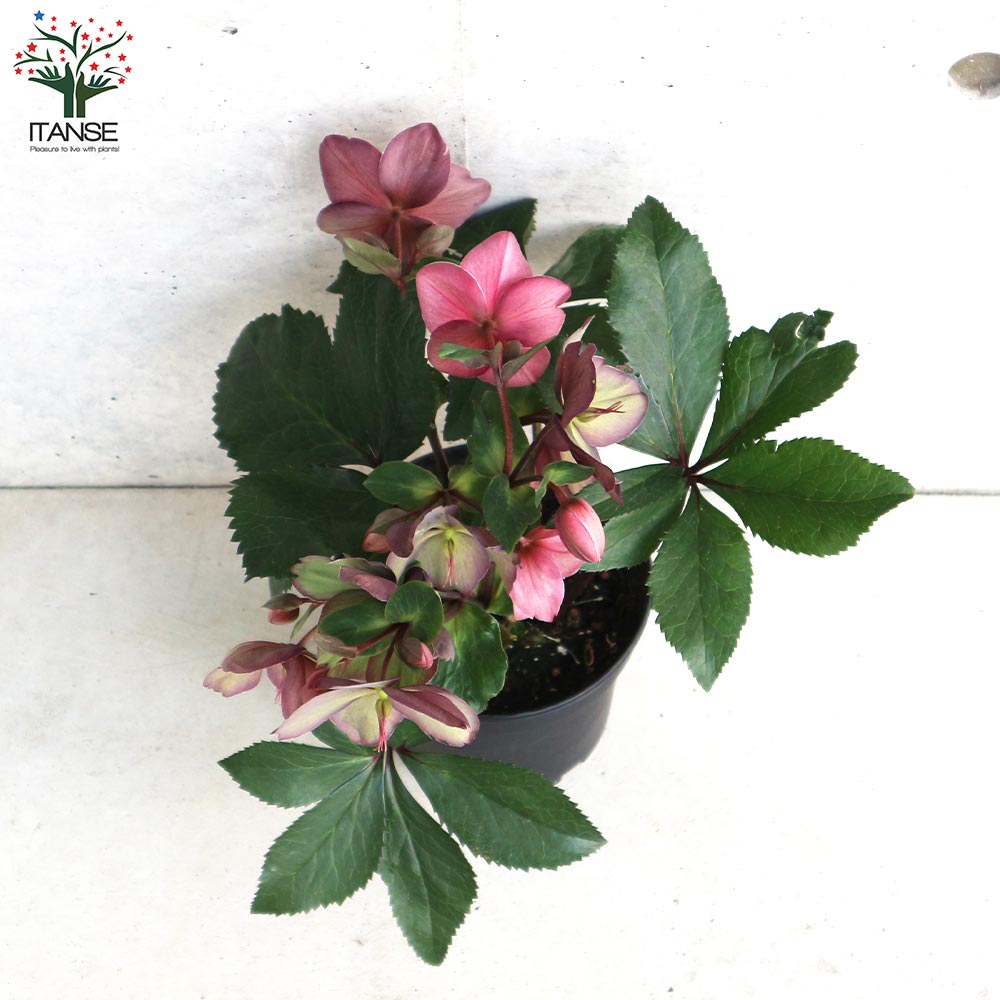 クリスマスローズ 氷の薔薇 ローズ【花苗 5号鉢／1個売り】｜ 【植物の