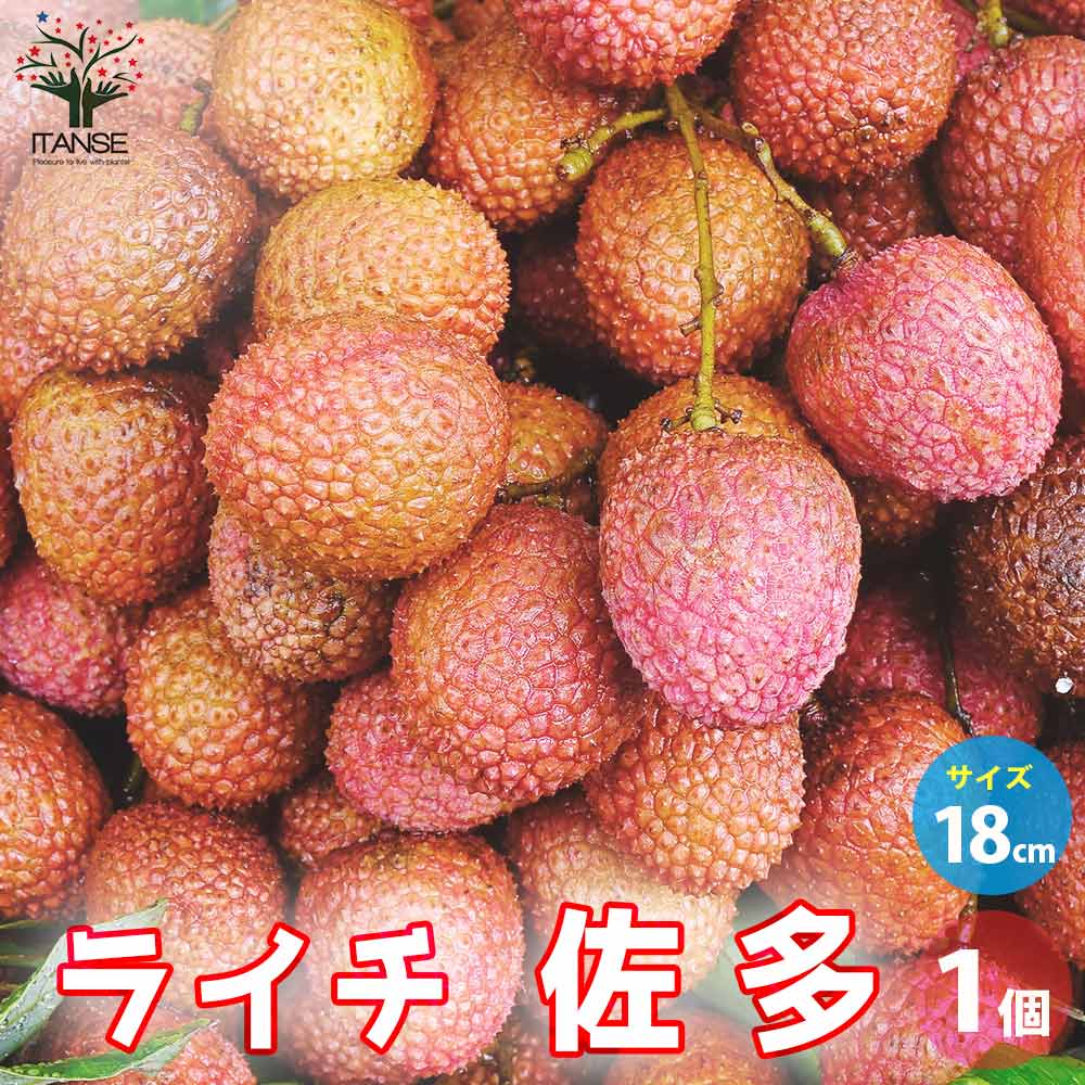 ライチ佐多【果樹の苗木 18cmポット／1個売り】｜ 【植物の