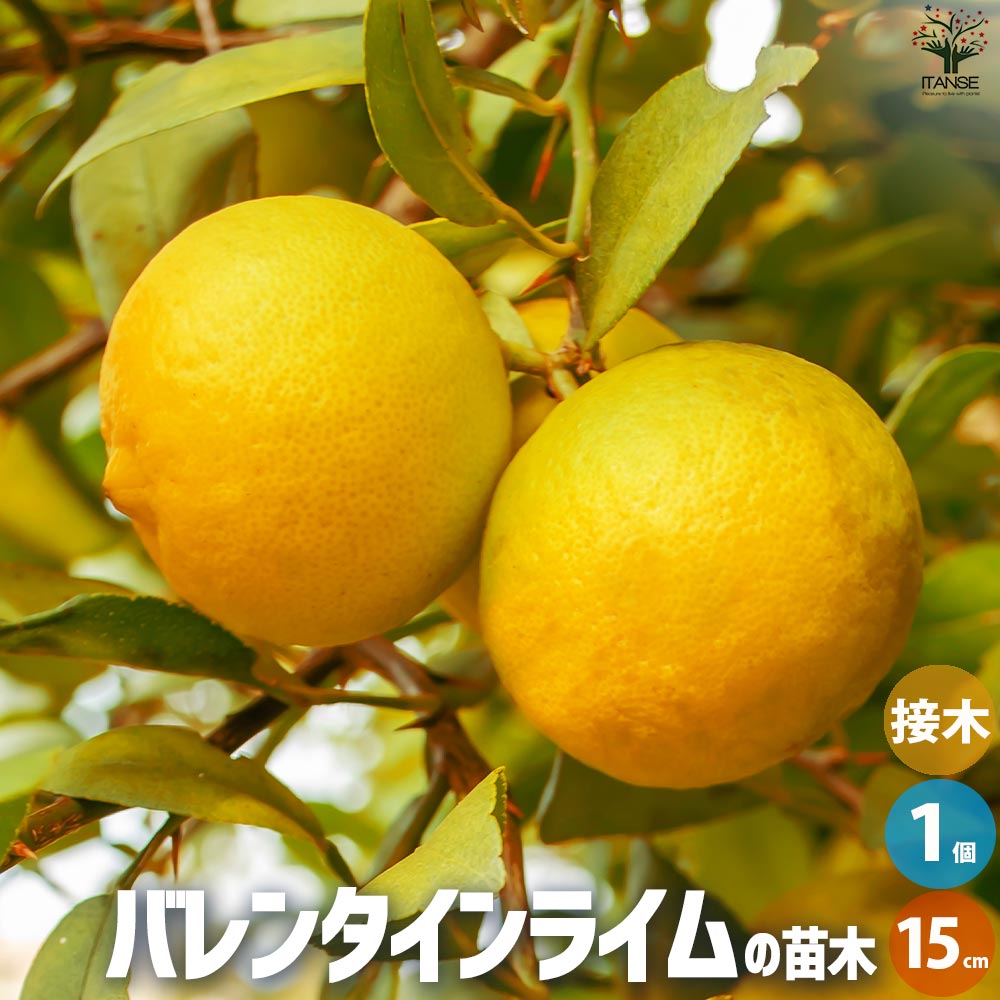 ライムの苗木 バレンタインライム【果樹の苗木 15cmポット 1年生 接木