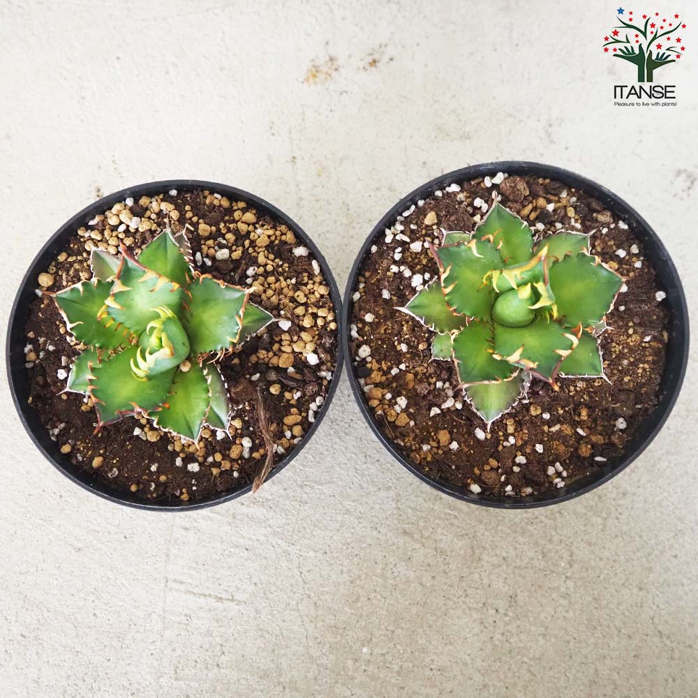 アガベ チタノタ レッド・キャットウィーズル【多肉植物 5号鉢／1個