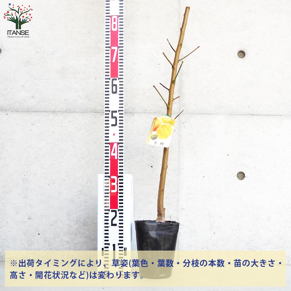 桃の苗木 黄金桃【果樹の苗木 4～5号ポット／1個売り】｜ 【植物の