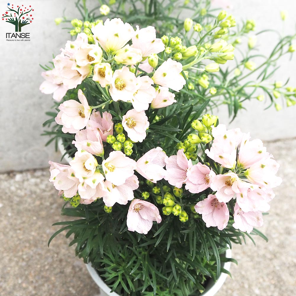 デルフィニウム さくらひめ【花苗 4号ポット】｜ 【植物のITANSE