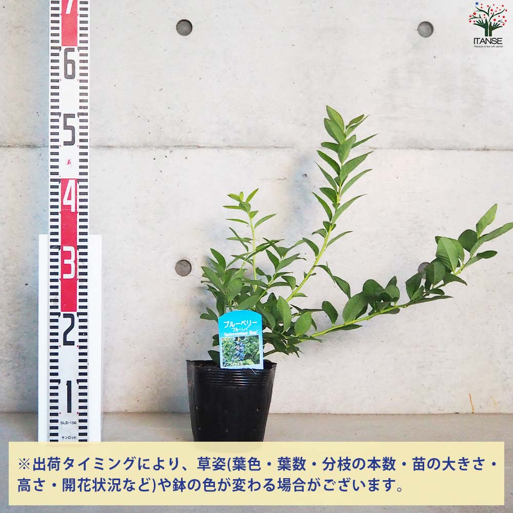 ブルーベリー ブルーレイ 【果樹の苗木 5号ポット／1個売り】｜ 【植物
