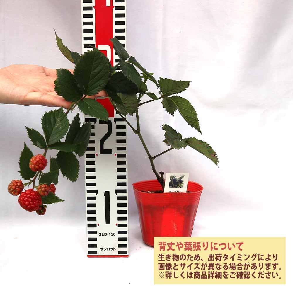 ブラックベリーの苗木 トリプルクラウン【果樹苗 1年生 挿木苗10.5cm