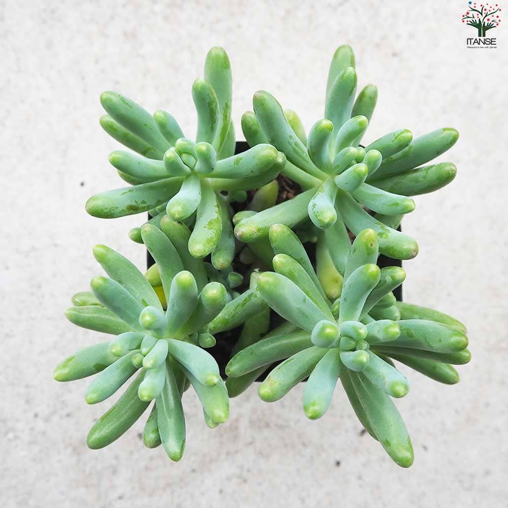 セダム 乙女心 オトメゴコロ【多肉植物 3号ポット】｜ 【植物の