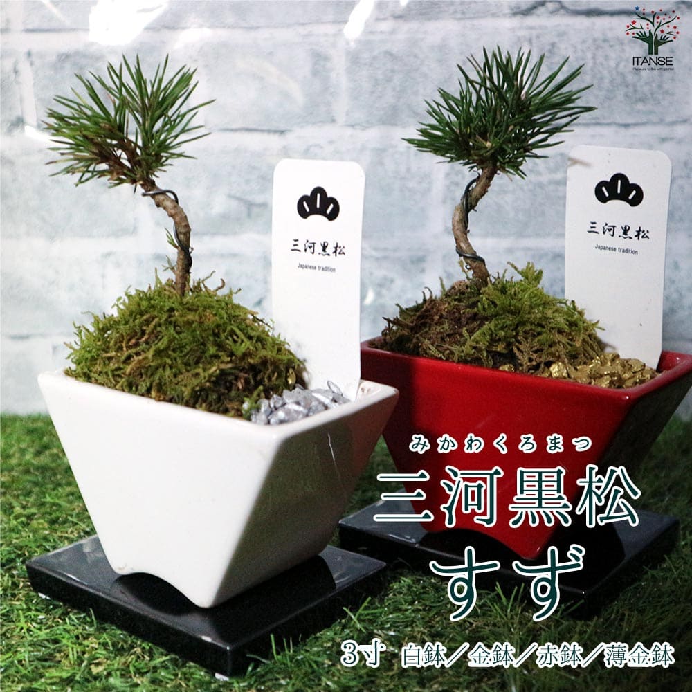 盆栽 三河黒松 すず【盆栽 3寸】｜ 【植物のITANSE】全品送料