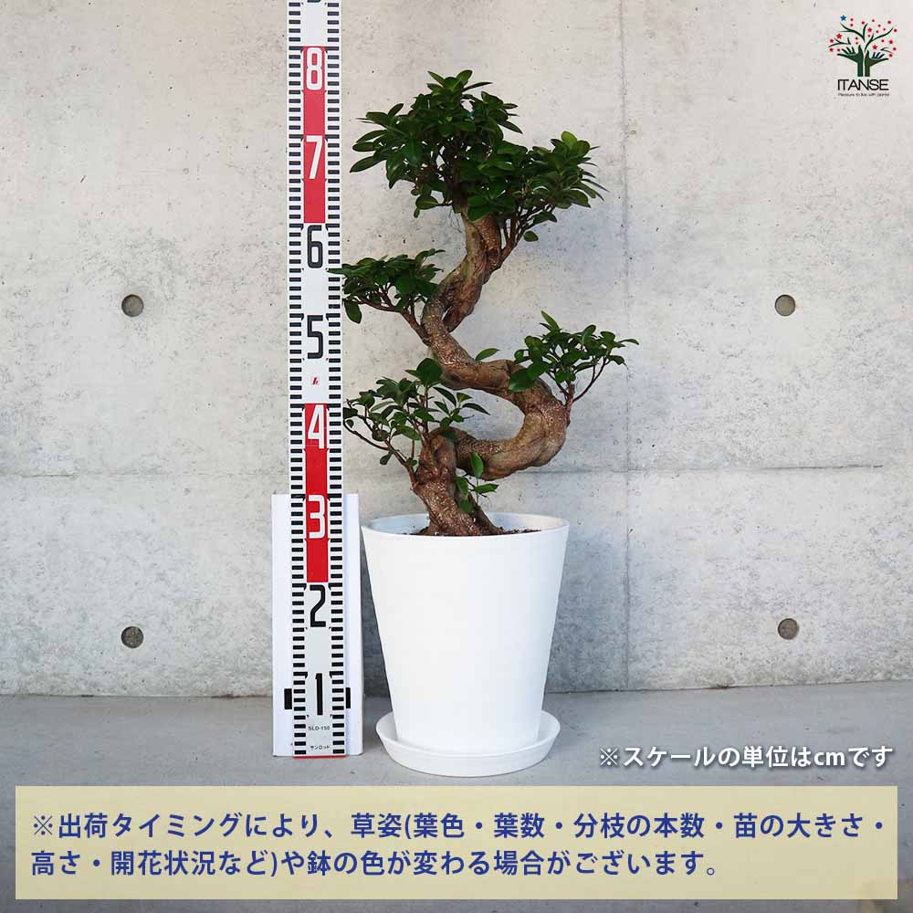 ガジュマル 曲がり仕立て 【観葉植物 8号／1個売り】｜ 【植物の