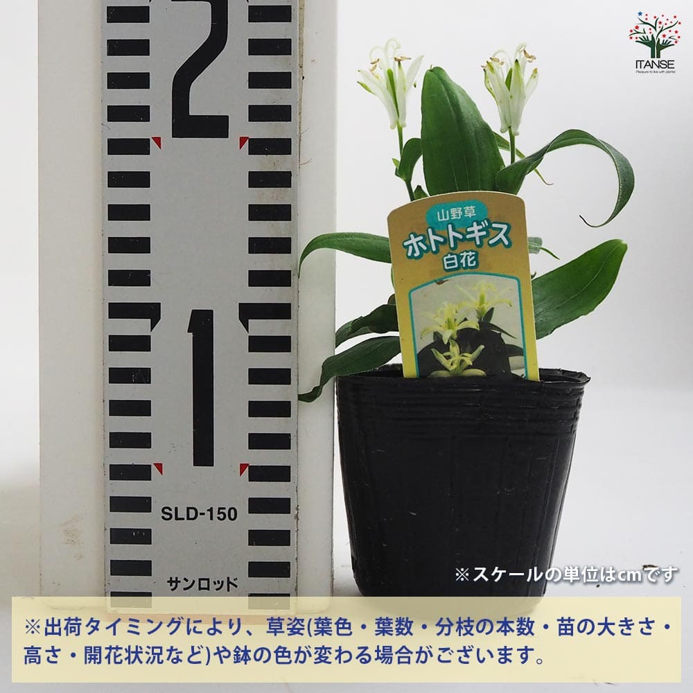 ホトトギス 白花 【花苗 3号】｜ 【植物のITANSE】全品送料無料