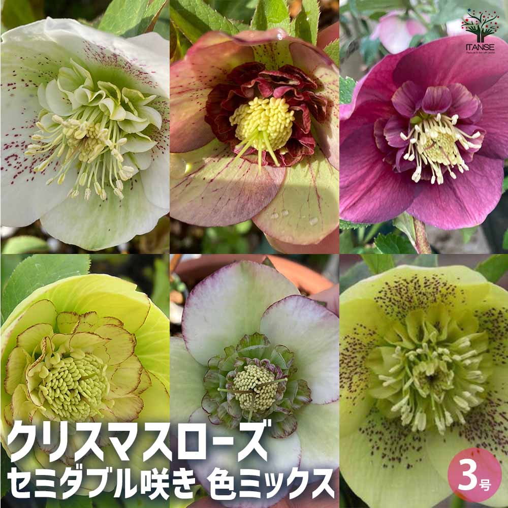 もり子さん専用 クリスマスローズ苗 2個セット もり子さん専用