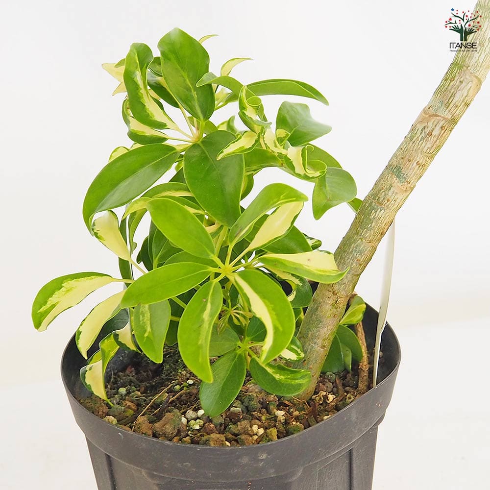 シェフレラ グランディー曲がり 【観葉植物 5号／1個売り】｜ 【植物の