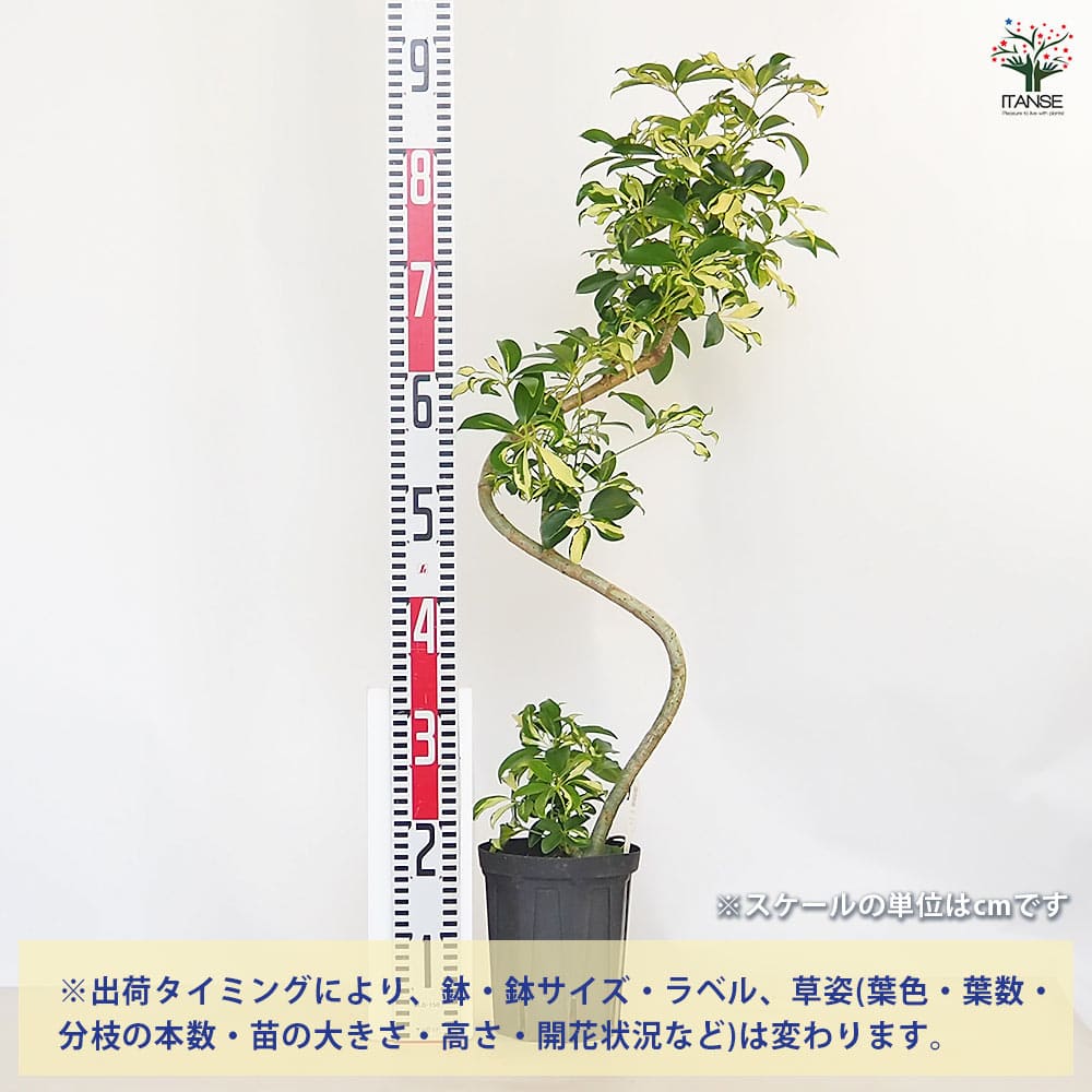 シェフレラ グランディー曲がり 【観葉植物 5号／1個売り】｜ 【植物の
