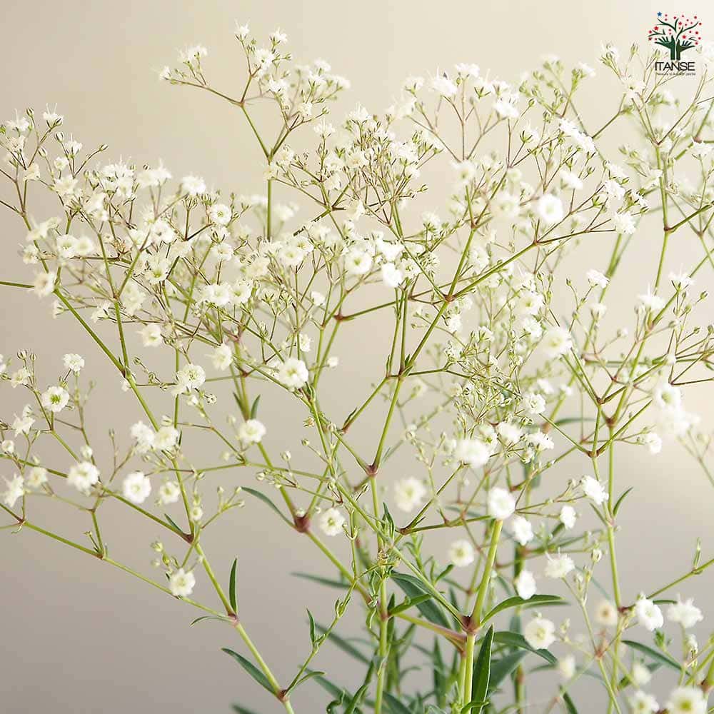宿根かすみ草 サマースパークレス 【花苗 3.5号】｜ 【植物の
