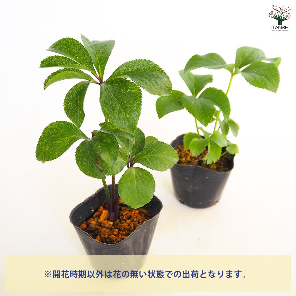 クリスマスローズ ダブル咲きMIX2個～ 【花苗 3号】｜ 【植物の