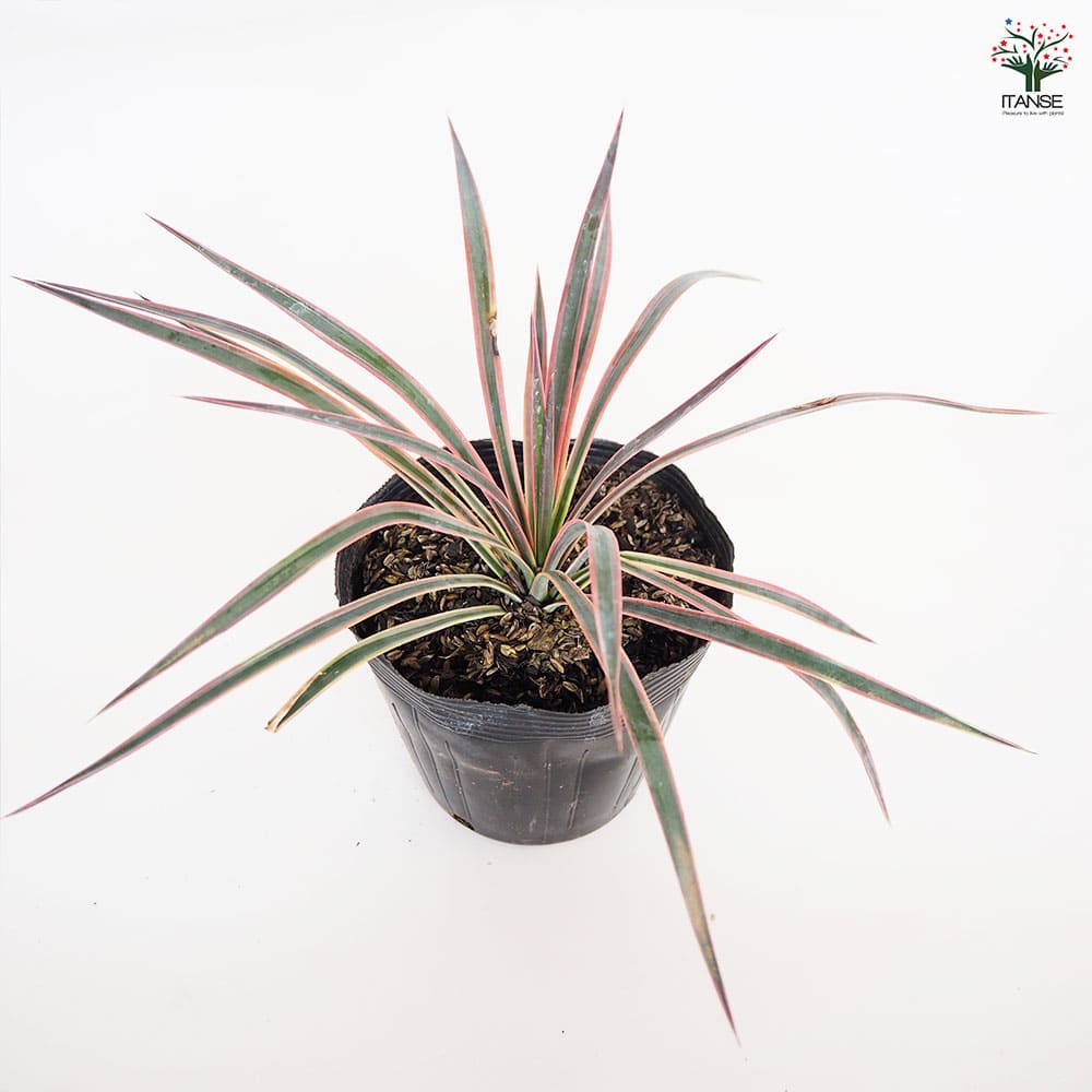 観葉植物 ユッカ アロイフォリア 【観葉植物 5号／1個売り】｜ 【植物