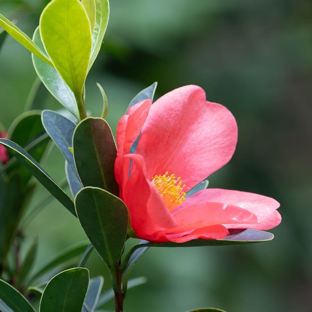 椿(ツバキ)の苗木 アザレアツバキ 【花木苗 5号／1個売り】｜ 【植物の