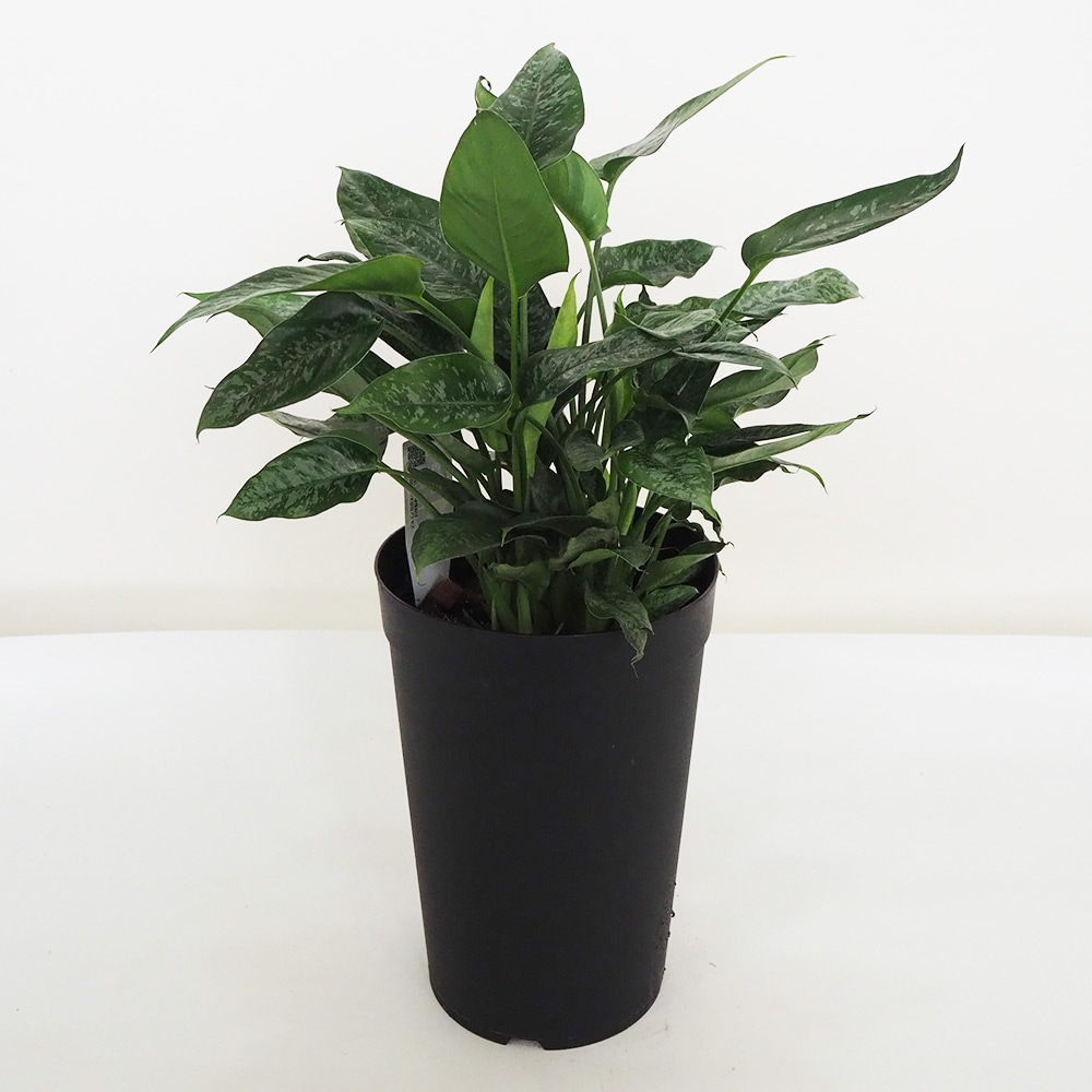 観葉植物 スキスマトグロッティス 【観葉植物 7号鉢／1個売り