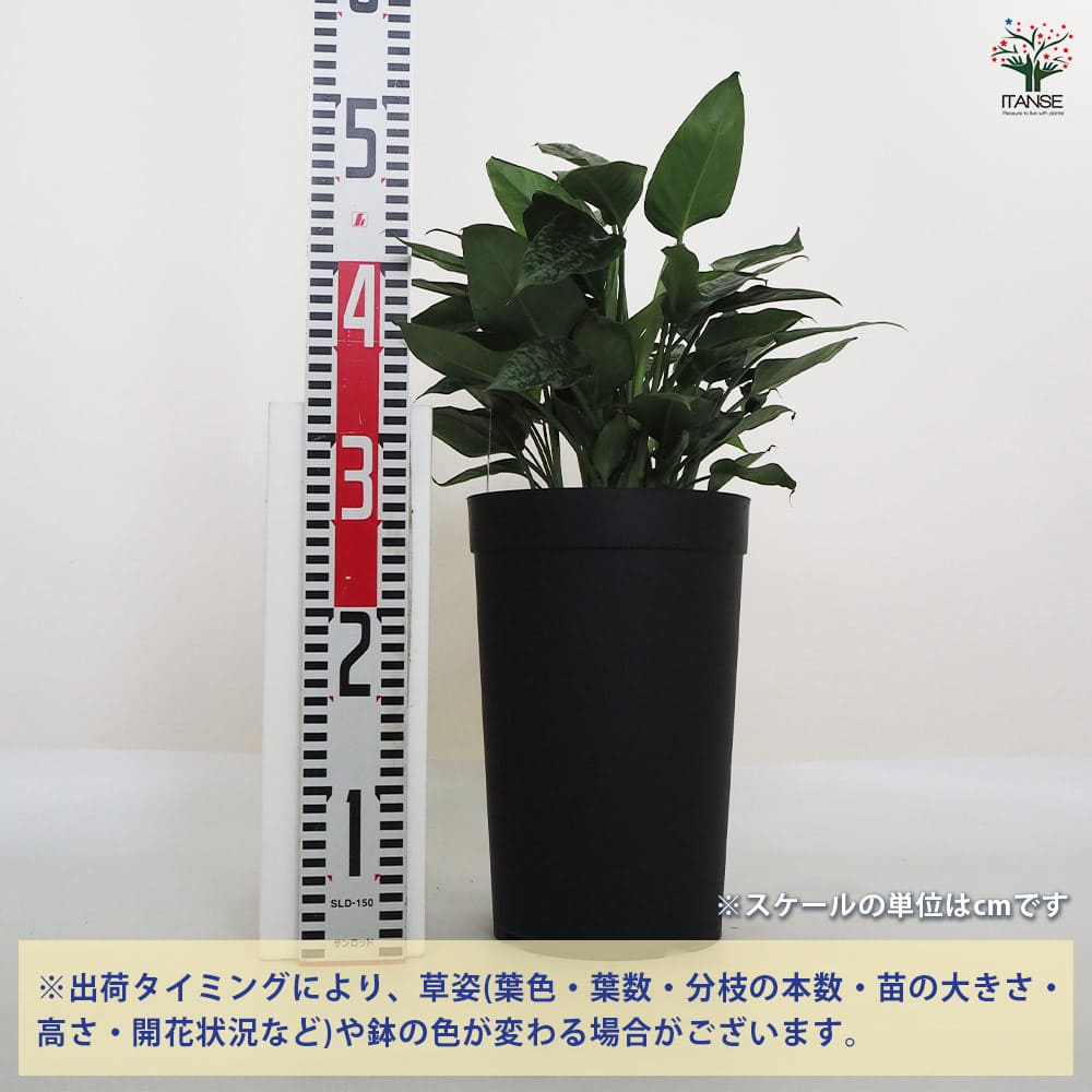 観葉植物 スキスマトグロッティス 【観葉植物 7号鉢／1個売り