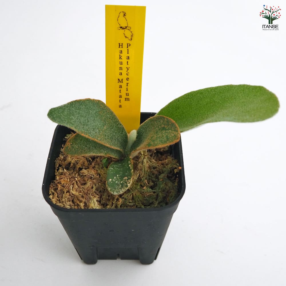 コウモリラン ハクナマタタ 【観葉植物 2.5号／1個売り】｜ 【植物の