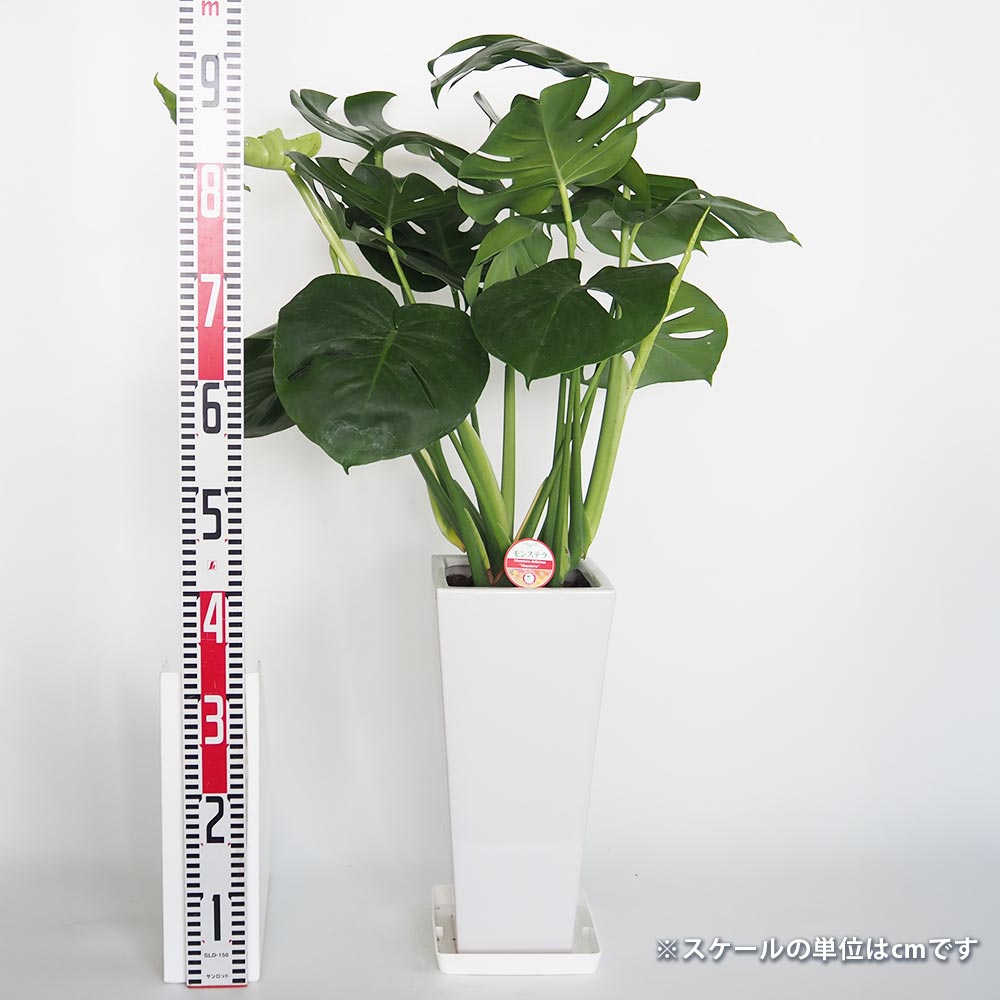 モンステラ(デリシオーサの実) 12個 モンステラ デリシオーサ M | 観葉