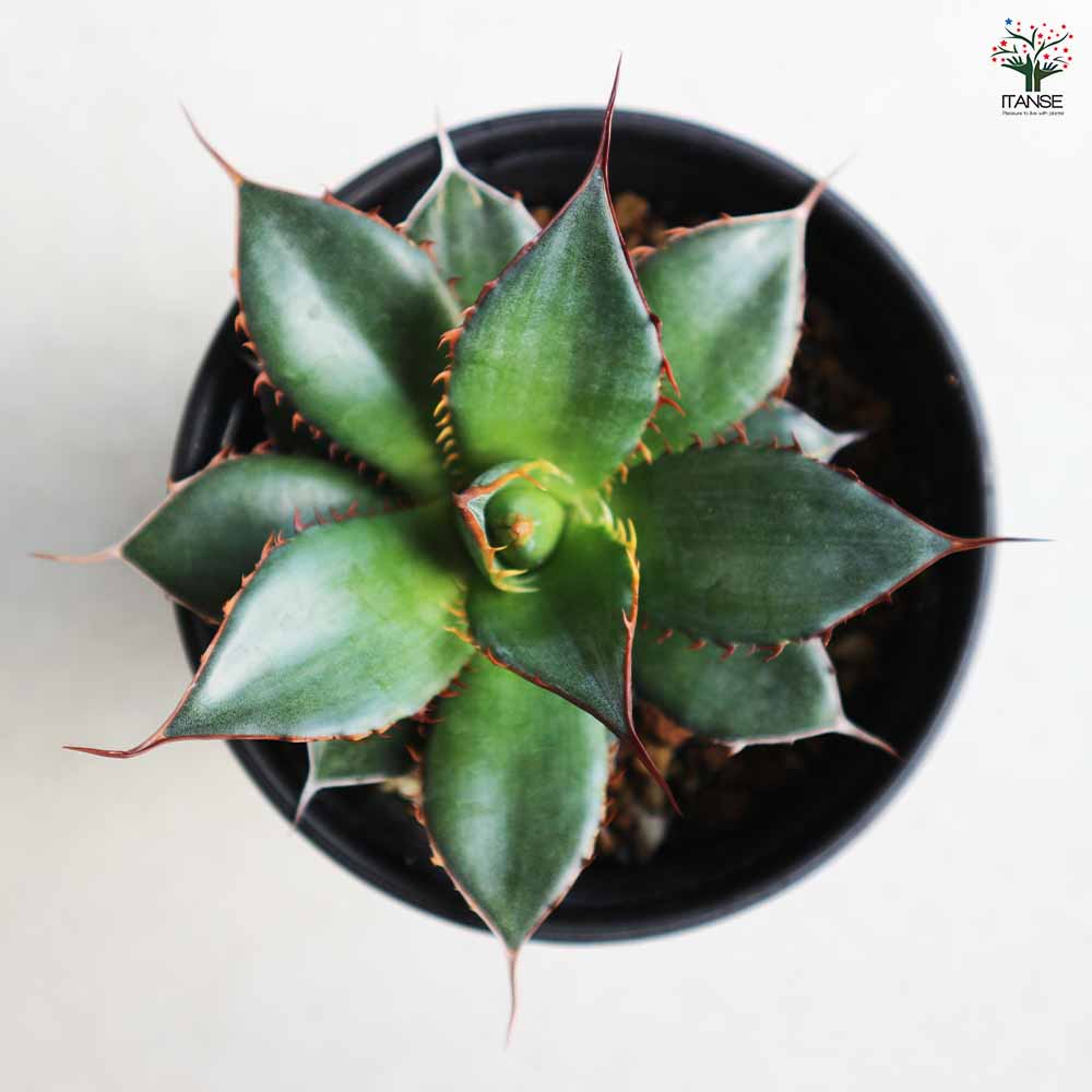 アガベ ホリダ 【多肉植物 3.5号／1個売り】｜ 【植物のITANSE