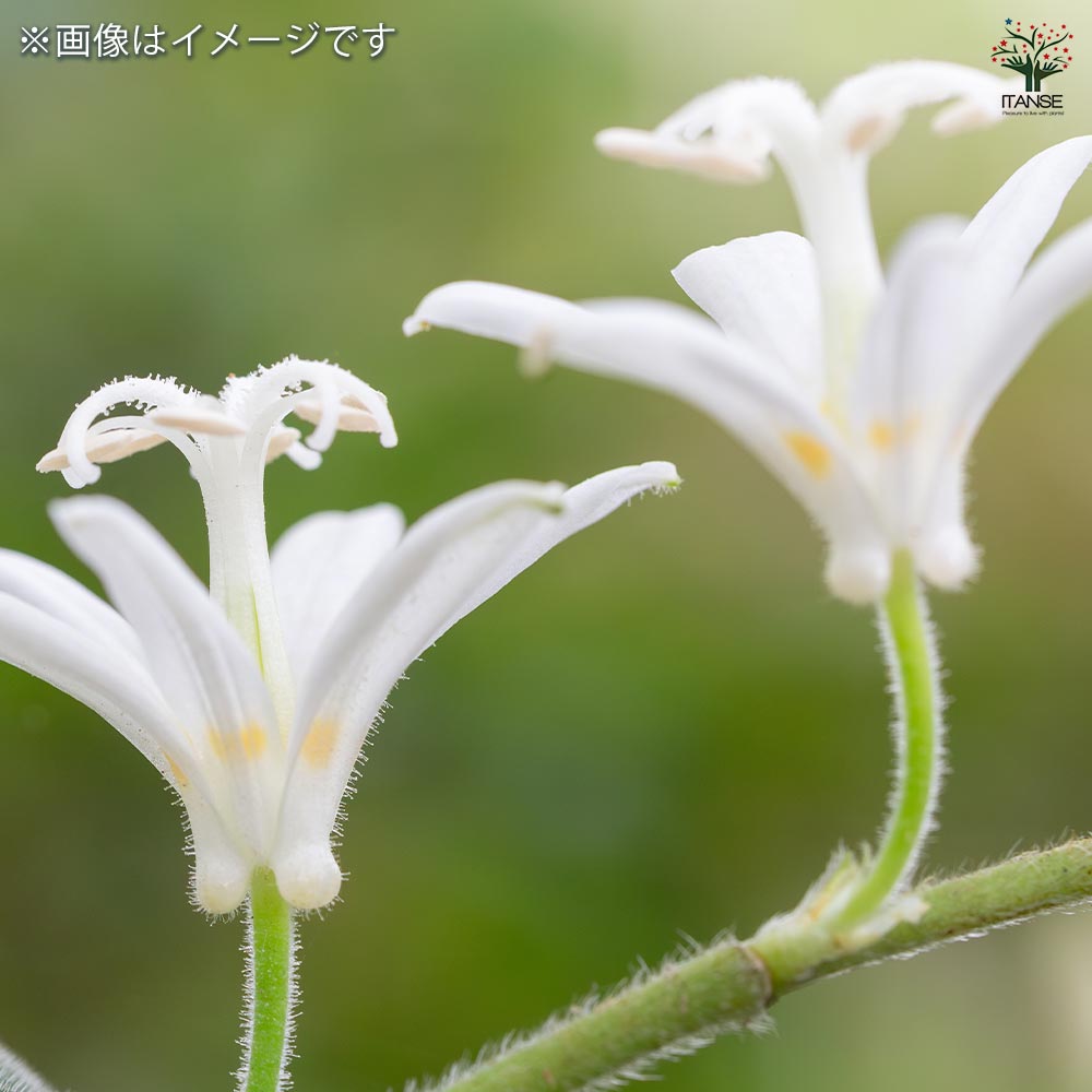 ホトトギス 2品種セット(白花 ダルマ)【花苗 3号】｜ 【植物の