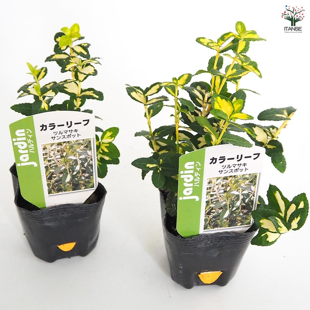 ツルマサキ サンスポット 【花木苗 3号】｜ 【植物のITANSE