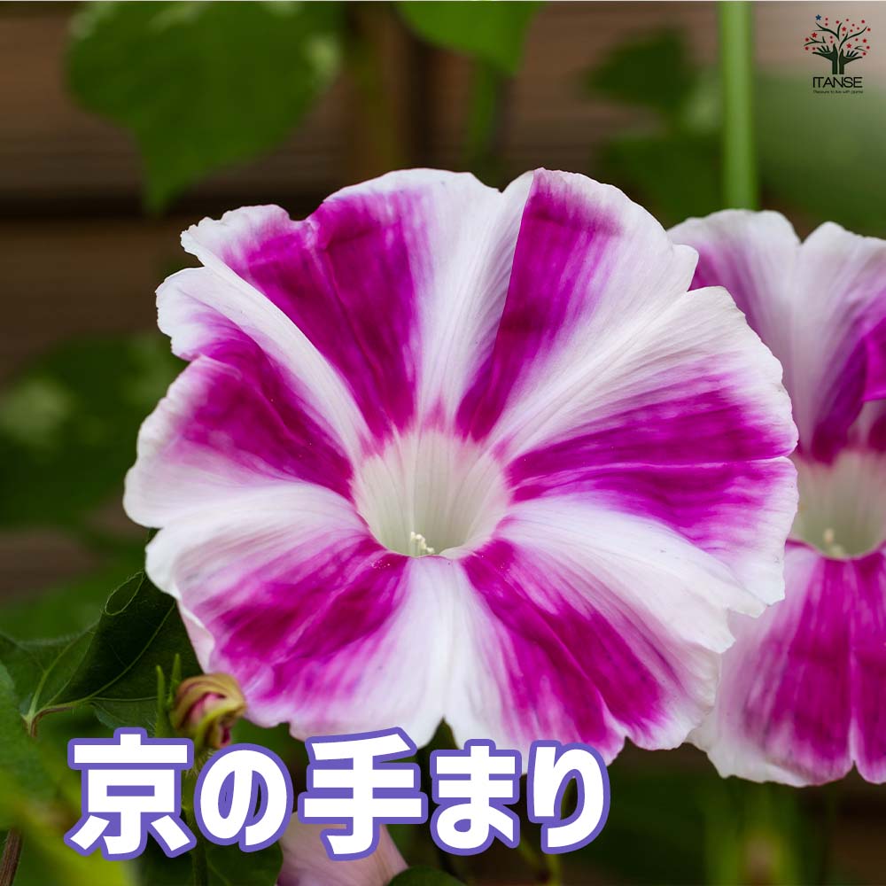 朝顔(アサガオ) 手まりシリーズ【花苗 3.5号】｜ 【植物のITANSE