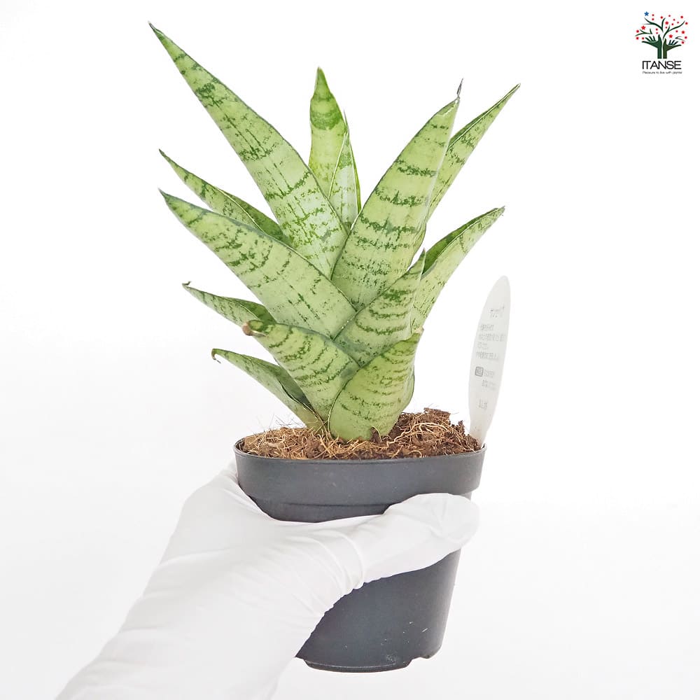 サンスベリア パゴダ 【観葉植物 3号／1個売り】｜ 【植物の