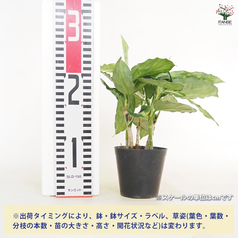 アグラオネマ ピクタム トリカラー 【観葉植物 3号／1個売り