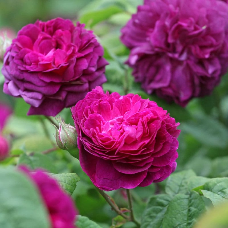 箱根サンショウバラ 日輪 【花木苗 3号】｜ 【植物のITANSE