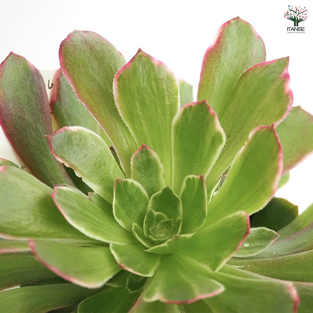 アエオニウム ハロウィン錦 【多肉植物 3～3.5号】｜ 【植物の