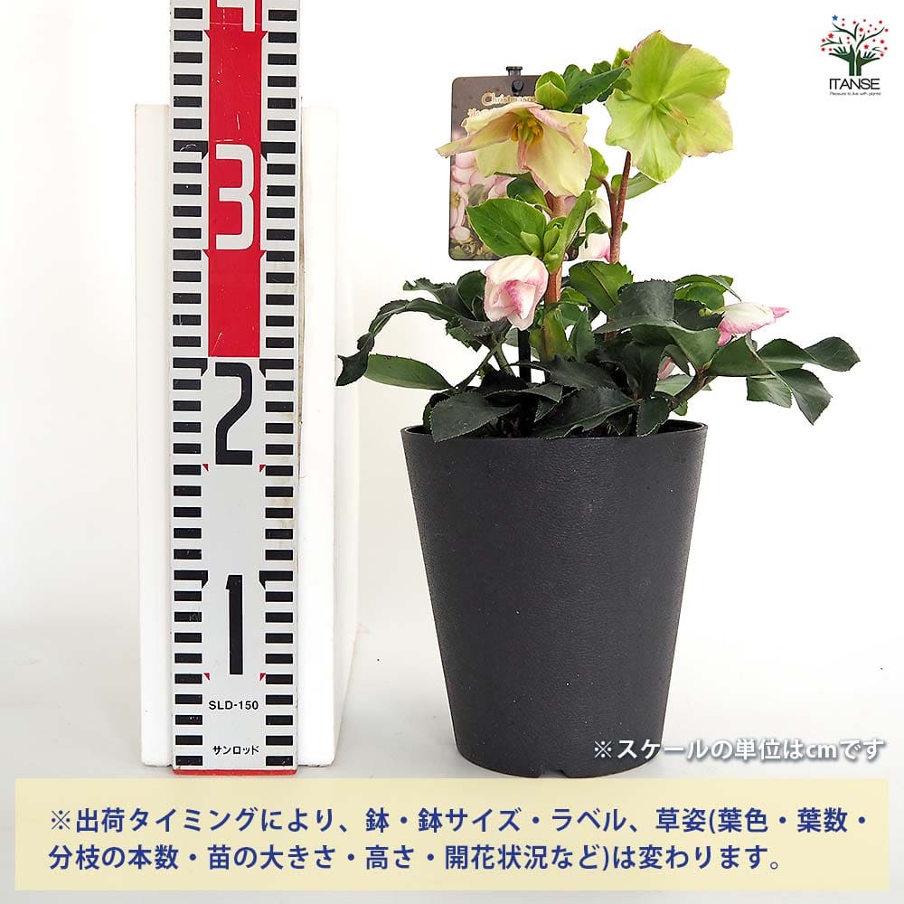 クリスマスローズ 氷の薔薇ピコティ 【花苗 5号／1個売り】｜ 【植物の