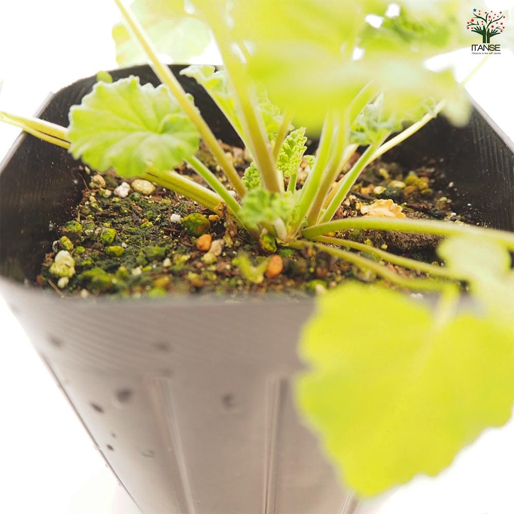 ゼラニウム アップル 【ハーブの苗 3号】｜ 【植物のITANSE