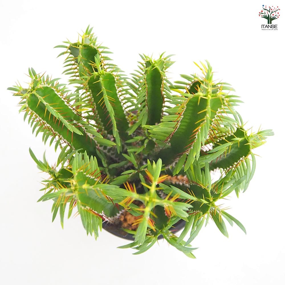 ユーフォルビア ムランジーナ 【多肉植物 4号／1個売り】｜ 【植物の